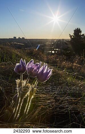 Illuminated three crocuses on hillside with sunburst and blue sky in background; Calgary, Alberta, Canada View Large Photo Image Stock Image - Illuminated three crocuses on hillside with sunburst and blue sky in background; Calgary, Alberta, Canada. Fotosearch