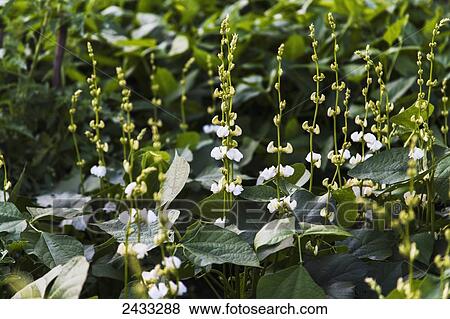 Stock Photo - Indian beans growing in a garden; Toronto, Ontario, Canada. Fotosearch