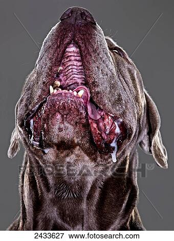Stock Photo - Italian Mastiff dog; Montreal, Quebec, Canada. Fotosearch
