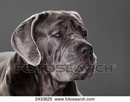 Stock Photo - Italian Mastiff dog; Montreal, Quebec, Canada. Fotosearch