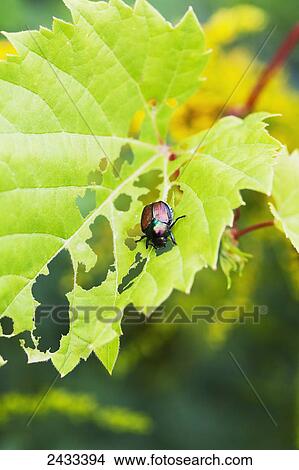 Japanese beetle (Popillia japonica) skeletonizing wild fox grape leaves; Toronto, Ontario, Canada View Large Photo Image Picture - Japanese beetle (Popillia japonica) skeletonizing wild fox grape leaves; Toronto, Ontario, Canada. Fotosearch