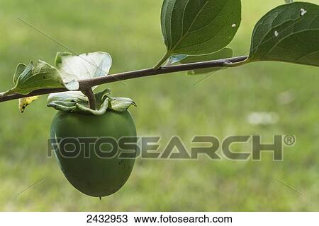 Stock Image - Japanese Persimmon; Mississippi, United States of America. Fotosearch