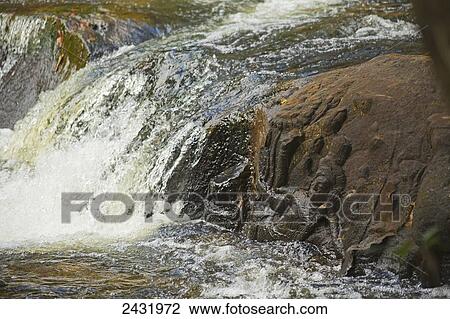 Kbal Spean (river of thousand lingas), near Angkor Wat; Siem Reap, Cambodia View Large Photo Image Stock Image - Kbal Spean (river of thousand lingas), near Angkor Wat; Siem Reap, Cambodia. Fotosearch