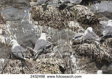 Stock Photo - Kittiwake parents with chicks in the nest on the rocks of a Kittiwake rookery, Shoup Bay State Marine Park, Prince William Sound; Valdez, Alaska, United States of America. Fotosearch