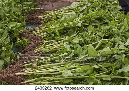Large basil plants harvested with roots attached and spread out to dry after after being washed and getting ready to be packaged and shipped; Hillsburg, Ontario, Canada View Large Photo Image Stock Image - Large basil plants harvested with roots attached and spread out to dry after after being washed and getting ready to be packaged and shipped; Hillsburg, Ontario, Canada. Fotosearch