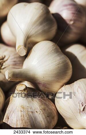 Picture - Large clean organically grown hardneck garlic bulbs; Toronto, Ontario, Canada. Fotosearch