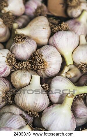 Stock Image - Large clean organically grown hardneck garlic bulbs; Toronto, Ontario, Canada. Fotosearch