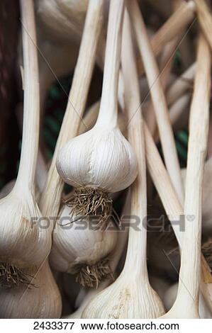 Stock Photo - Large clean organically grown hardneck garlic bulbs; Ontario, Canada. Fotosearch