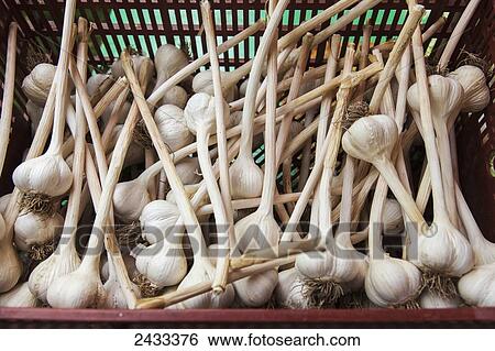 Large clean organically grown hardneck garlic bulbs; Ontario, Canada View Large Photo Image Stock Photograph - Large clean organically grown hardneck garlic bulbs; Ontario, Canada. Fotosearch