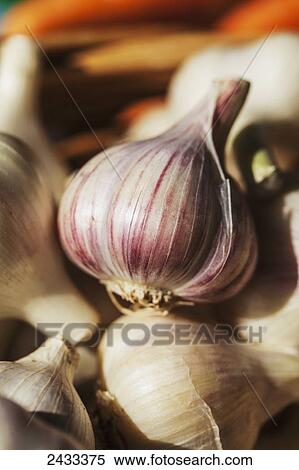 Stock Photography - Large clean organically grown hardneck garlic bulbs; Toronto, Ontario, Canada. Fotosearch