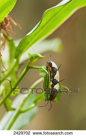 Stock Image - Larva of a caterpillar, Ruddy Daggerwing (Marpesia petreus) butterfly, eating a leaf, Corkscrew Swamp Sanctuary; Florida, United States of America. Fotosearch
