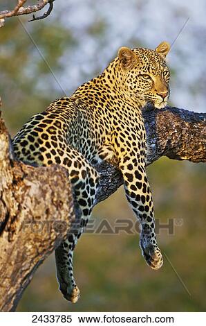 Stock Photography - Leopard (Panthera pardus) relaxes in a tree in the late afternoon sunshine, Kruger National Park; Limpopo, South Africa. Fotosearch
