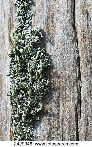 Lichen grow on a fence post; Astoria, Oregon, United States of America View Large Photo Image Stock Photography - Lichen grow on a fence post; Astoria, Oregon, United States of America. Fotosearch