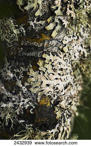 Lichen grows on trees; Astoria, Oregon, United States of America View Large Photo Image Stock Photo - Lichen grows on trees; Astoria, Oregon, United States of America. Fotosearch