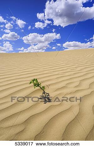 Stock Photo - Lone plant in the Great Sandhills, near Sceptre; Saskatchewan, Canada. Fotosearch