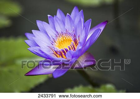 Lotus flower at dawn in the grounds of the 9th Century Mahyana Buddhist Temple; Borobudur, Central Java, Indonesia View Large Photo Image Stock Image - Lotus flower at dawn in the grounds of the 9th Century Mahyana Buddhist Temple; Borobudur, Central Java, Indonesia. Fotosearch