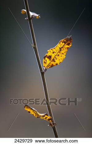Luminous willow leaves in autumn; Washington, United States of America View Large Photo Image Stock Photo - Luminous willow leaves in autumn; Washington, United States of America. Fotosearch