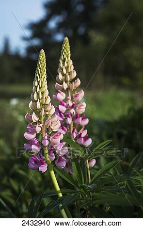 Lupine blooms in a garden; Astoria, Oregon, United States of America View Large Photo Image Stock Image - Lupine blooms in a garden; Astoria, Oregon, United States of America. Fotosearch