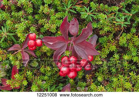 Maco shot of Bunchberry (Dwarf Dogwood) and other colorful tundra plants near Wonder Lake in Denali National Park, interior Alaska. Fall. View Large Photo Image Stock Photo - Maco shot of Bunchberry (Dwarf Dogwood) and other colorful tundra plants near Wonder Lake in Denali National Park, interior Alaska. Fall.. Fotosearch