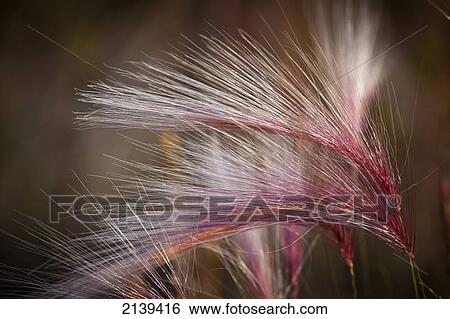 Macro Of Pink Grass In The Maclaren River Valley, Southcentral Alaska, Autumn View Large Photo Image Stock Photograph - Macro Of Pink Grass In The Maclaren River Valley, Southcentral Alaska, Autumn. Fotosearch