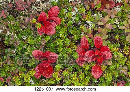 Macro shot of bearberry and other colorful tundra plants near Wonder Lake in Denali National Park, interior Alaska. Fall. View Large Photo Image Stock Photo - Macro shot of bearberry and other colorful tundra plants near Wonder Lake in Denali National Park, interior Alaska. Fall.. Fotosearch