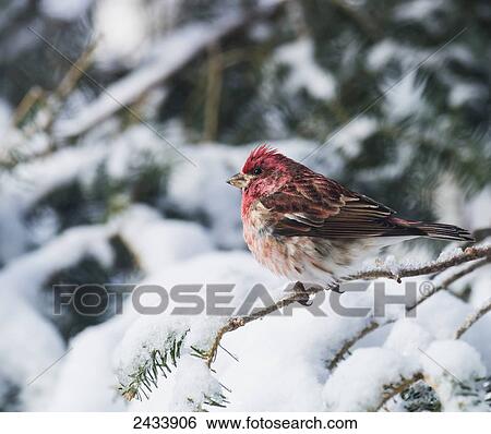 Stock Photograph - Male purple finch on a snow covered tree; Ontario, Canada. Fotosearch