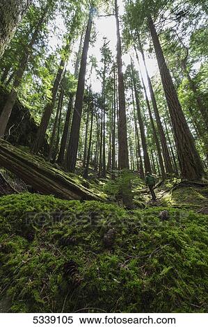 Stock Photography - Man standing in the forest along the Lupin Falls Trail, Strathcona Provincial Park; British Columbia, Canada. Fotosearch