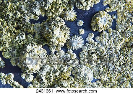 Stock Image - Marine life on a rock surface, Aberdaron beach, Llyn Peninsula; North Wales. Fotosearch