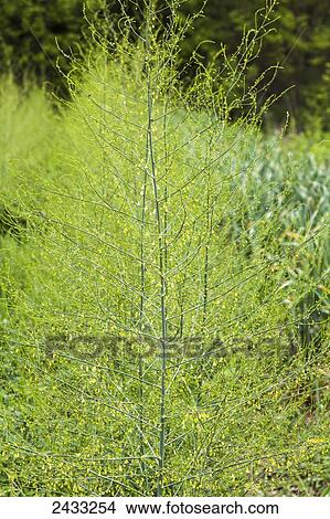 Mature asparagus plants in flower; Toronto, Ontario, Canada View Large Photo Image Picture - Mature asparagus plants in flower; Toronto, Ontario, Canada. Fotosearch