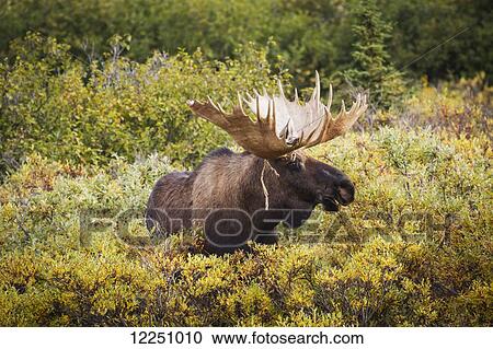 Mature bull moose with a large rack and a piece velvet hanging on one antler, stands shoulder deep in yellow brush in Denali National Park, Interior Alaska. Fall. View Large Photo Image Stock Image - Mature bull moose with a large rack and a piece velvet hanging on one antler, stands shoulder deep in yellow brush in Denali National Park, Interior Alaska. Fall.. Fotosearch