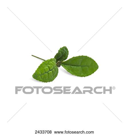 Stock Photo - Mint leaves on a white background. Fotosearch