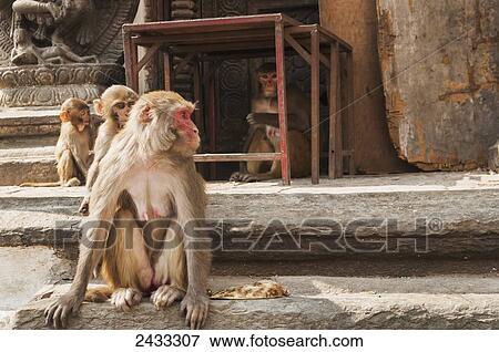 Stock Photo - Monkeys at Swayambhu, also called the Temple of Monkeys, a tourist attraction; Kathmandu, Nepal. Fotosearch