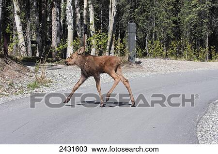 Stock Image - Moose (Alces Alces) calf, Denali National Park; Alaska, United States of America. Fotosearch