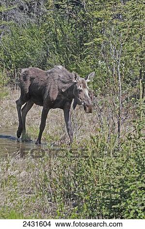 Moose (Alces Alces) cow, Denali National Park; Alaska, United States of America View Large Photo Image Picture - Moose (Alces Alces) cow, Denali National Park; Alaska, United States of America. Fotosearch