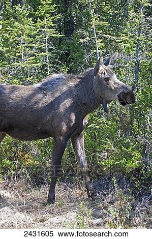 Moose (Alces Alces) cow, Denali National Park; Alaska, United States of America View Large Photo Image Stock Photography - Moose (Alces Alces) cow, Denali National Park; Alaska, United States of America. Fotosearch