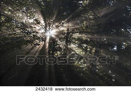 Morning suns shines through the fog and mist, Tongass National Forest, Inside Passage, Alaska View Large Photo Image Stock Photo - Morning suns shines through the fog and mist, Tongass National Forest, Inside Passage, Alaska. Fotosearch