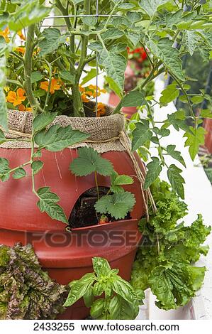 Stock Photography - Nasturtiums, tomatoes, lettuce, strawberries and basil plants growing out of the top and from holes cut in the sides of plastic barrel; Toronto, Ontario, Canada. Fotosearch