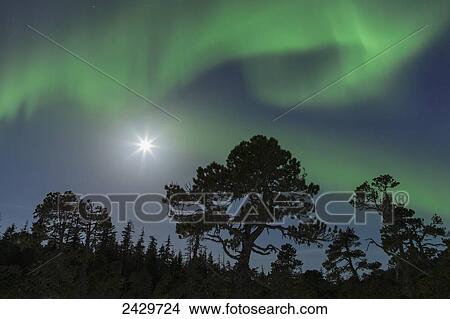 Northern lights above Tongass National Forest; Alaska, United States of America View Large Photo Image Picture - Northern lights above Tongass National Forest; Alaska, United States of America. Fotosearch