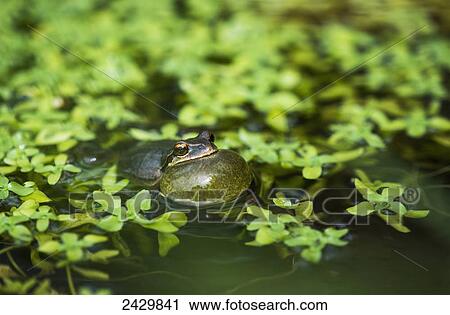 Pacific tree frog (Pseudacris regilla) calls in a pond; Astoria, Oregon, United States of America View Large Photo Image Stock Image - Pacific tree frog (Pseudacris regilla) calls in a pond; Astoria, Oregon, United States of America. Fotosearch