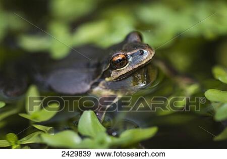 Stock Photo - Pacific tree frog (Pseudacris regilla) in a pond; Astoria, Oregon, United States of America. Fotosearch