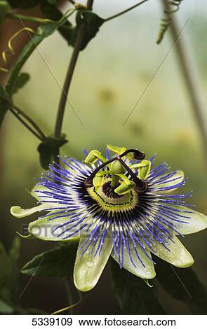 Stock Photo - Passion flower blooms in a greenhouse; Astoria, Oregon, United States of America. Fotosearch