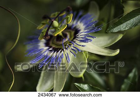 Stock Photo - Passion Flower (Passiflora) blooms in a garden; Astoria, Oregon, United States of America. Fotosearch