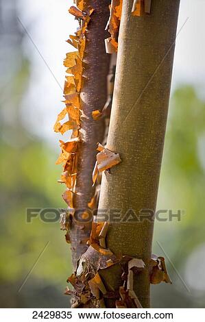 Stock Photography - Peeling bark on a tree trunk, Japanese Gardens; Mayne Island, British Columbia, Canada. Fotosearch