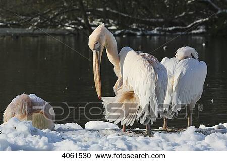 Pelicans in the snow on a cold winters day in February at St James's Park; London, England View Large Photo Image Stock Image - Pelicans in the snow on a cold winters day in February at St James's Park; London, England. Fotosearch