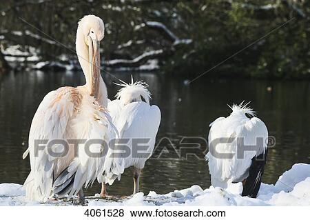 Stock Photo - Pelicans in the snow on a cold winters day in February at St James's Park; London, England. Fotosearch