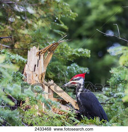 Stock Photo - Pileated woodpecker (Dryocopus pileatus); Ontario, Canada. Fotosearch