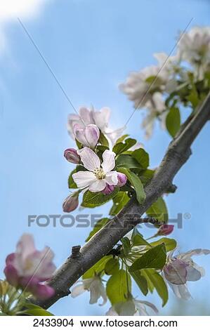 Pink and white crabapple flowers against a blue sky; Toronto, Ontario, Canada View Large Photo Image Picture - Pink and white crabapple flowers against a blue sky; Toronto, Ontario, Canada. Fotosearch