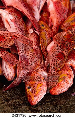 Pink fish heads at a market, Galapagos Islands; Puerto Ayora, Santa Cruz Island, Galapagos, Ecuador View Large Photo Image Stock Photograph - Pink fish heads at a market, Galapagos Islands; Puerto Ayora, Santa Cruz Island, Galapagos, Ecuador. Fotosearch
