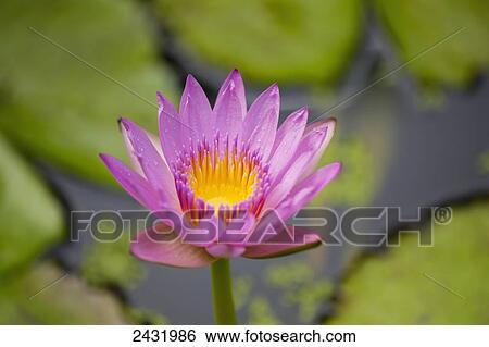 Pink water lily; Paia, Maui, Hawaii, United States of America View Large Photo Image Stock Photograph - Pink water lily; Paia, Maui, Hawaii, United States of America. Fotosearch