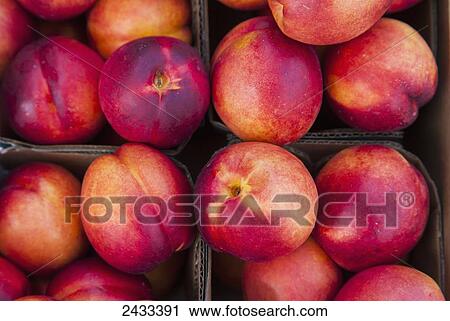 Pint boxes of ripe nectarines; Toronto, Ontario, Canada View Large Photo Image Stock Image - Pint boxes of ripe nectarines; Toronto, Ontario, Canada. Fotosearch